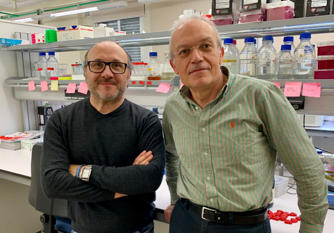 José García Martínez (izquierda) y José E. Pérez Ortín (derecha) en el laboratorio de Genómica Funcional de Levaduras de la Facultad de Biología.